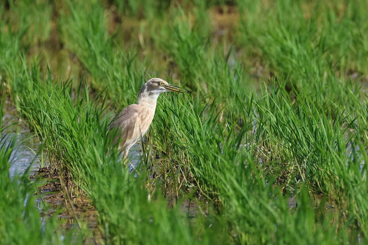 damhegre - ML646827561