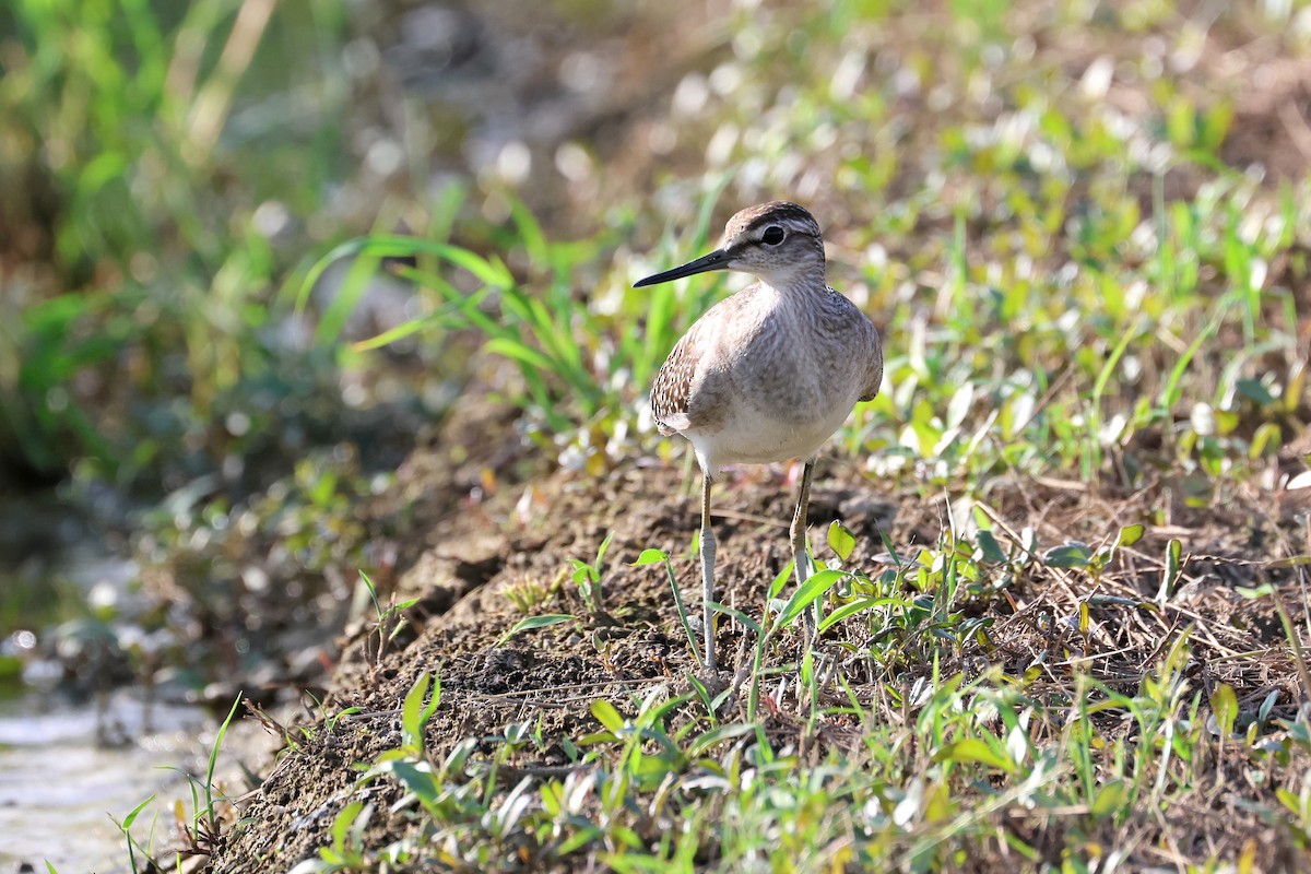 Wood Sandpiper - ML646827563