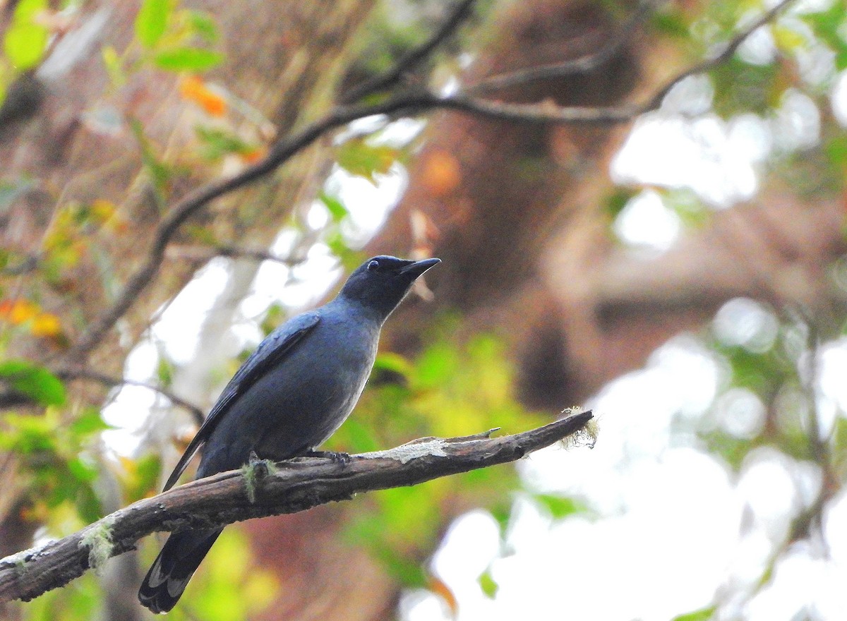 Échenilleur cigale - ML646827564