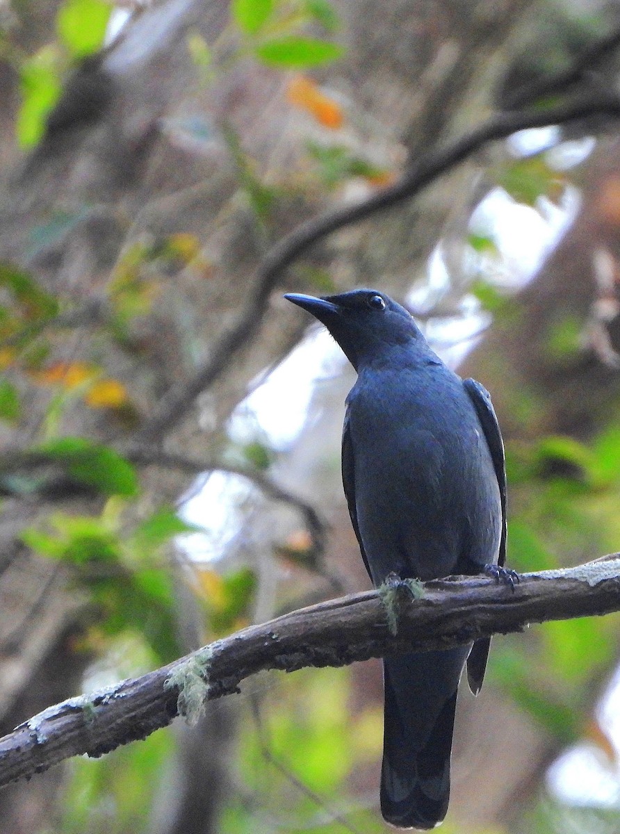 Échenilleur cigale - ML646827565