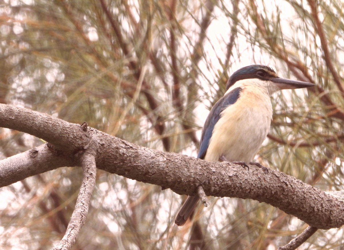 Martin-chasseur sacré - ML646827566