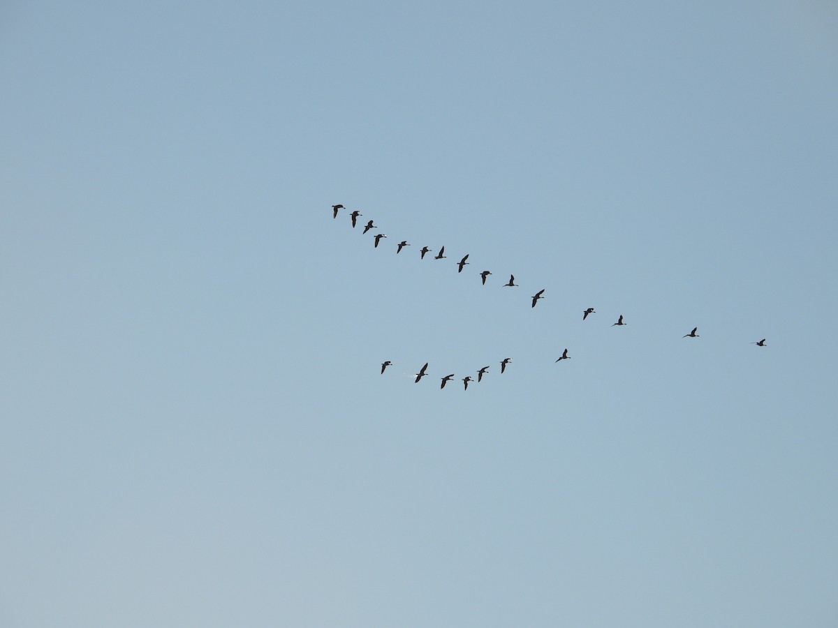 Cackling Goose - ML646827567