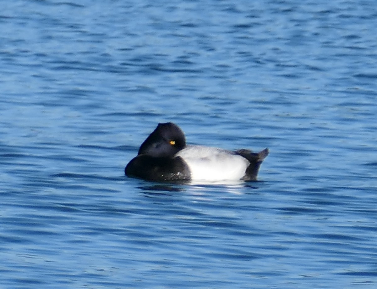 Greater/Lesser Scaup - ML646827568