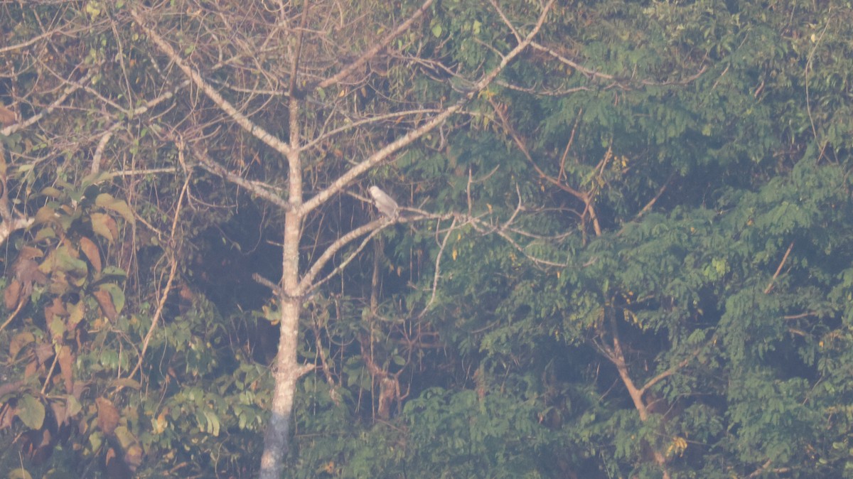 Pallid Harrier - ML646827578