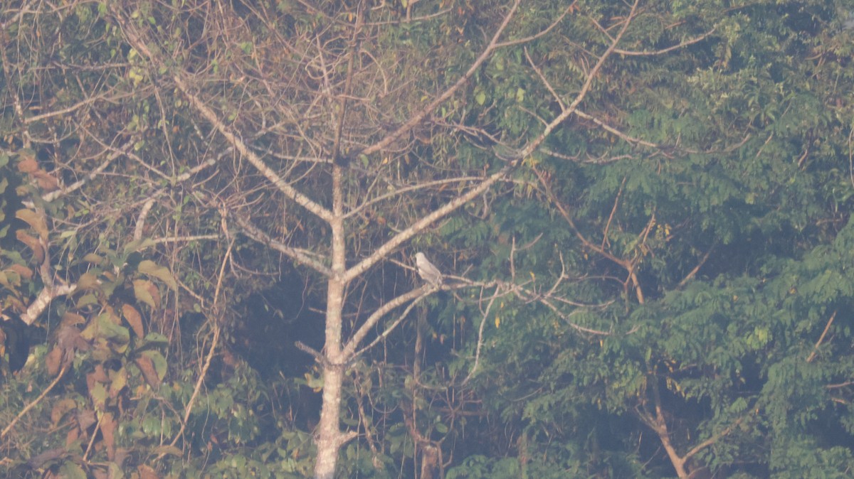 Pallid Harrier - ML646827579