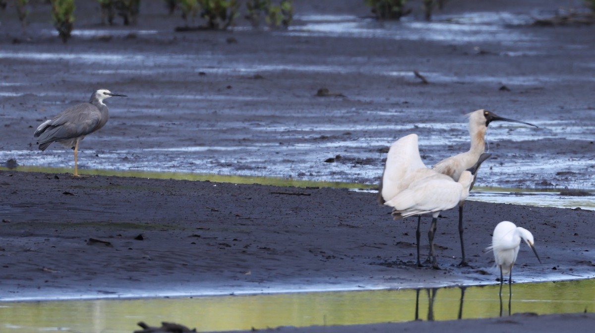 kongeskjestork - ML646827580