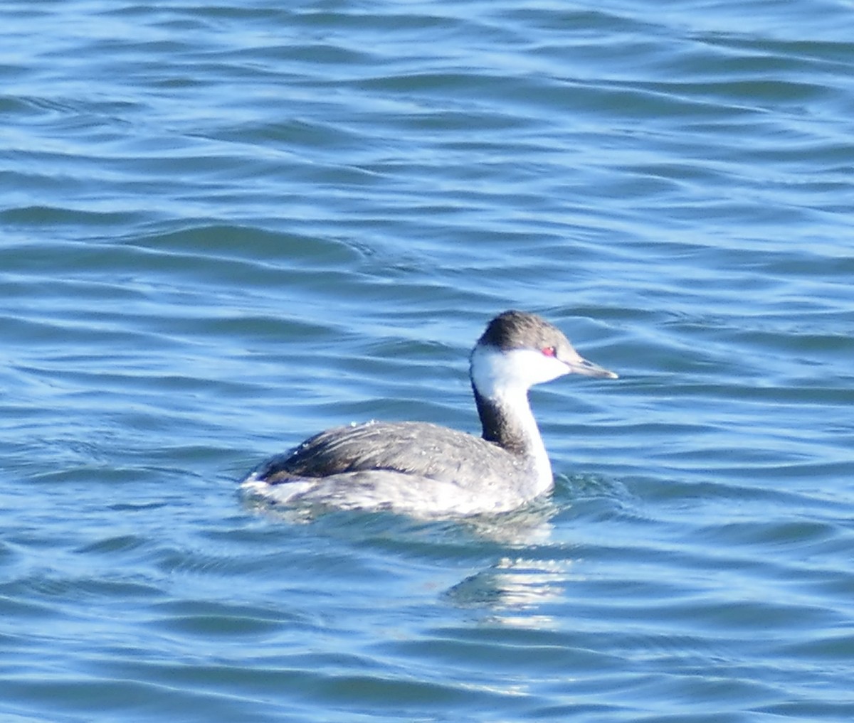 Horned Grebe - ML646827581