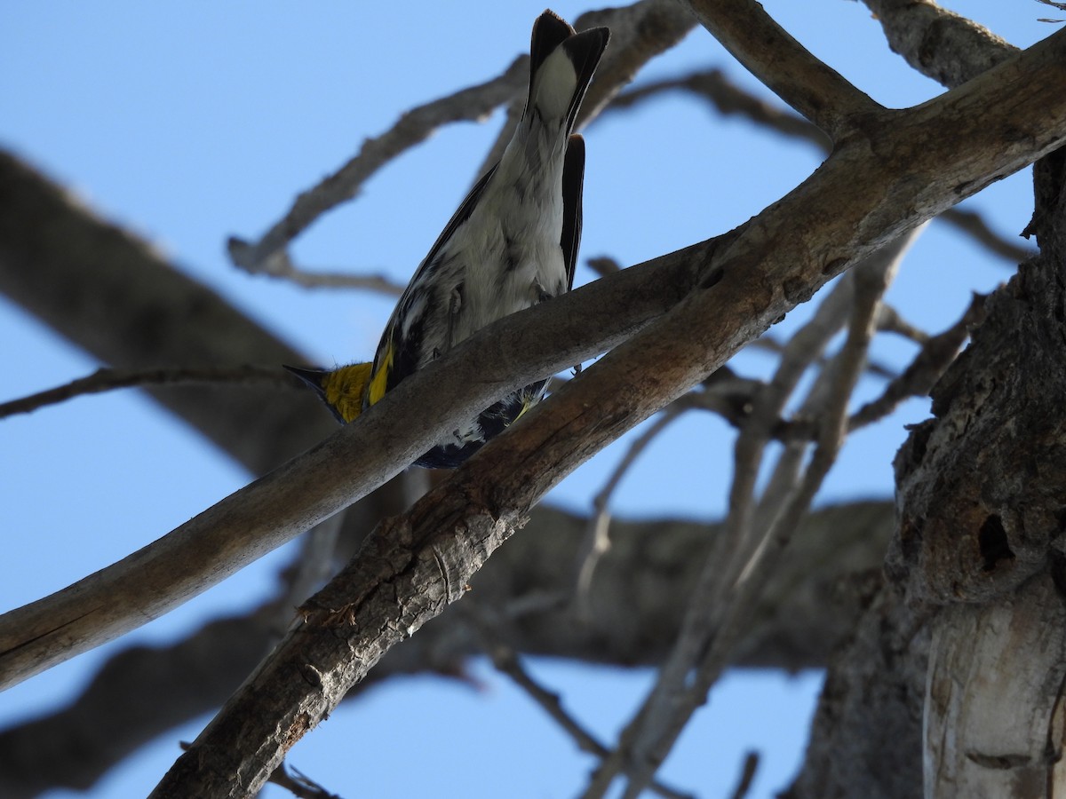 Paruline à croupion jaune - ML646827583