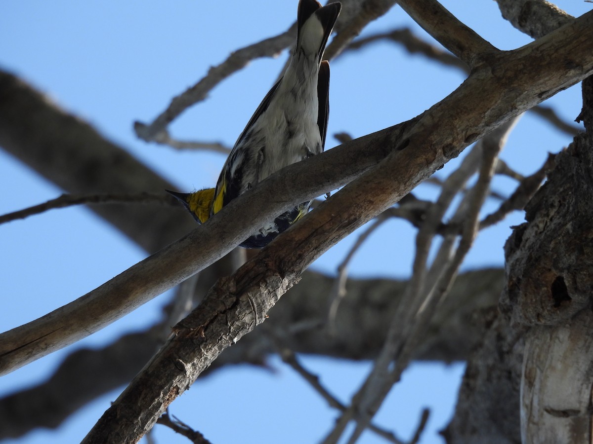 Paruline à croupion jaune - ML646827584