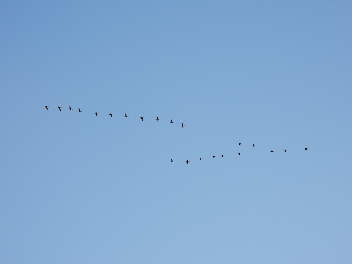 Cackling Goose - ML646827586