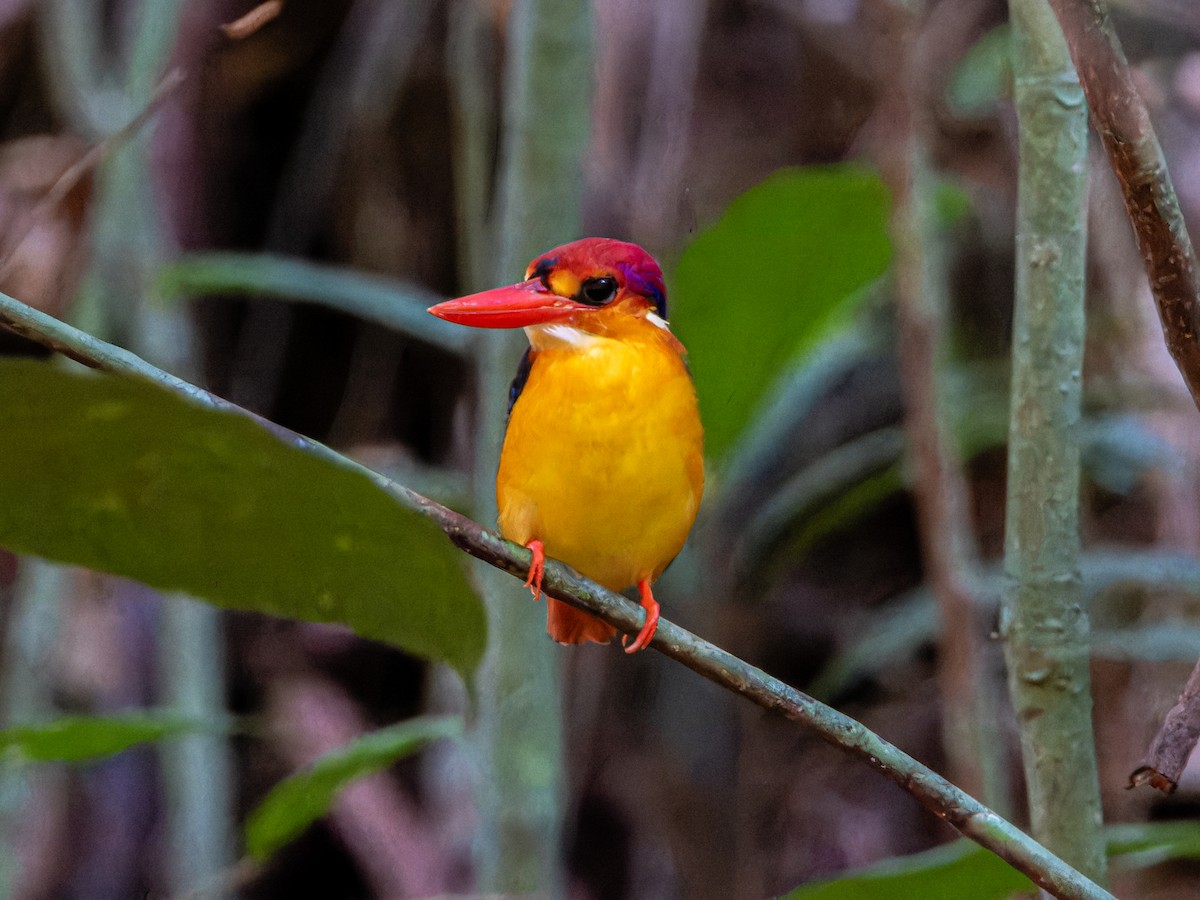 Black-backed Dwarf-Kingfisher - ML646827589