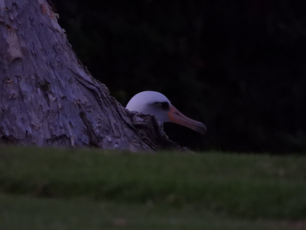 Laysan Albatross - ML646827591