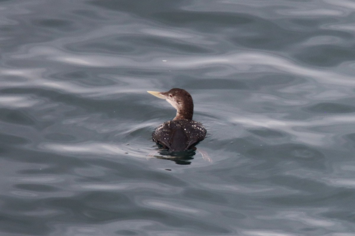 白嘴潛鳥 - ML646827594