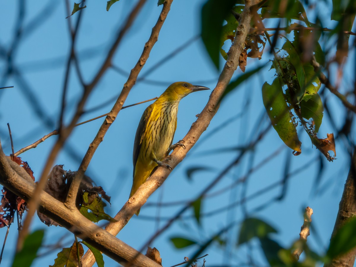 Indian Golden Oriole - ML646827597