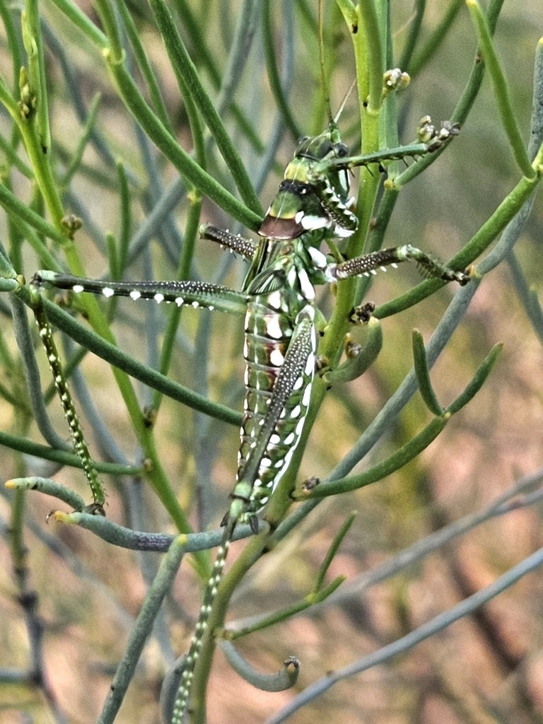Spotted Predatory Katydid - ML646827607
