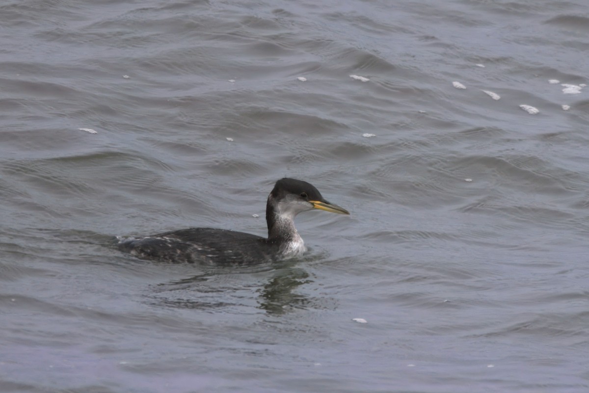 Rothalstaucher - ML646827610