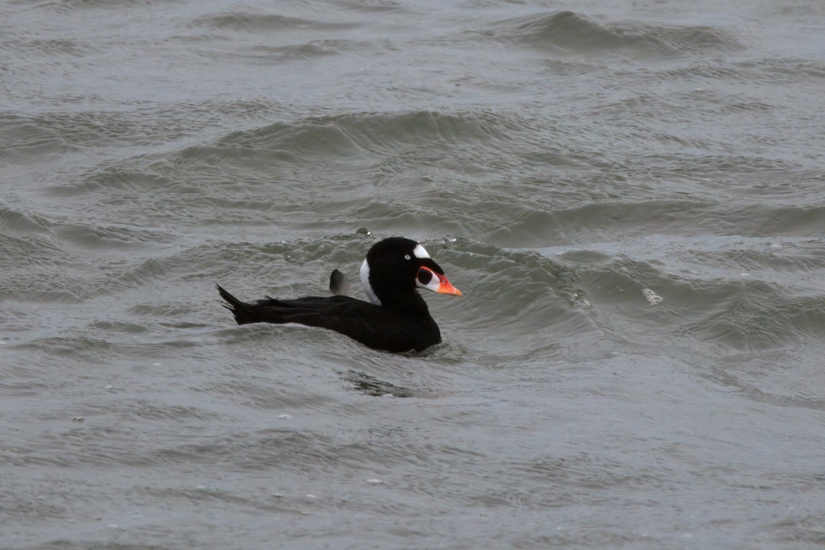 Brillenente - ML646827612