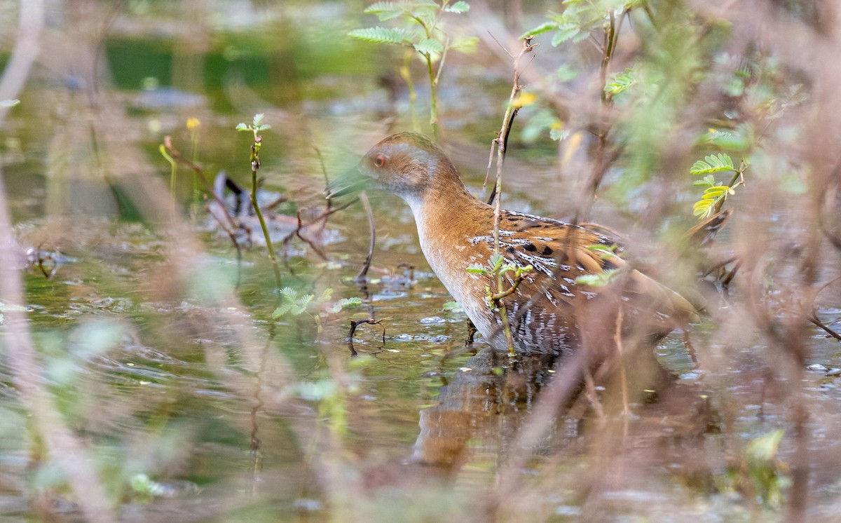 Baillon's Crake - ML646827613