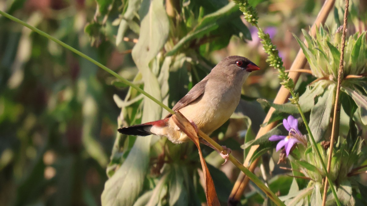 Bengalí Rojo - ML646827614