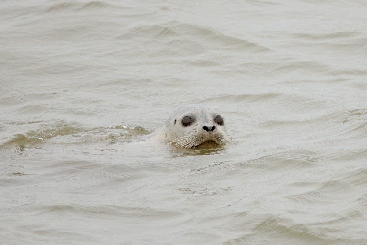 Pacific Harbor Seal - ML646827615