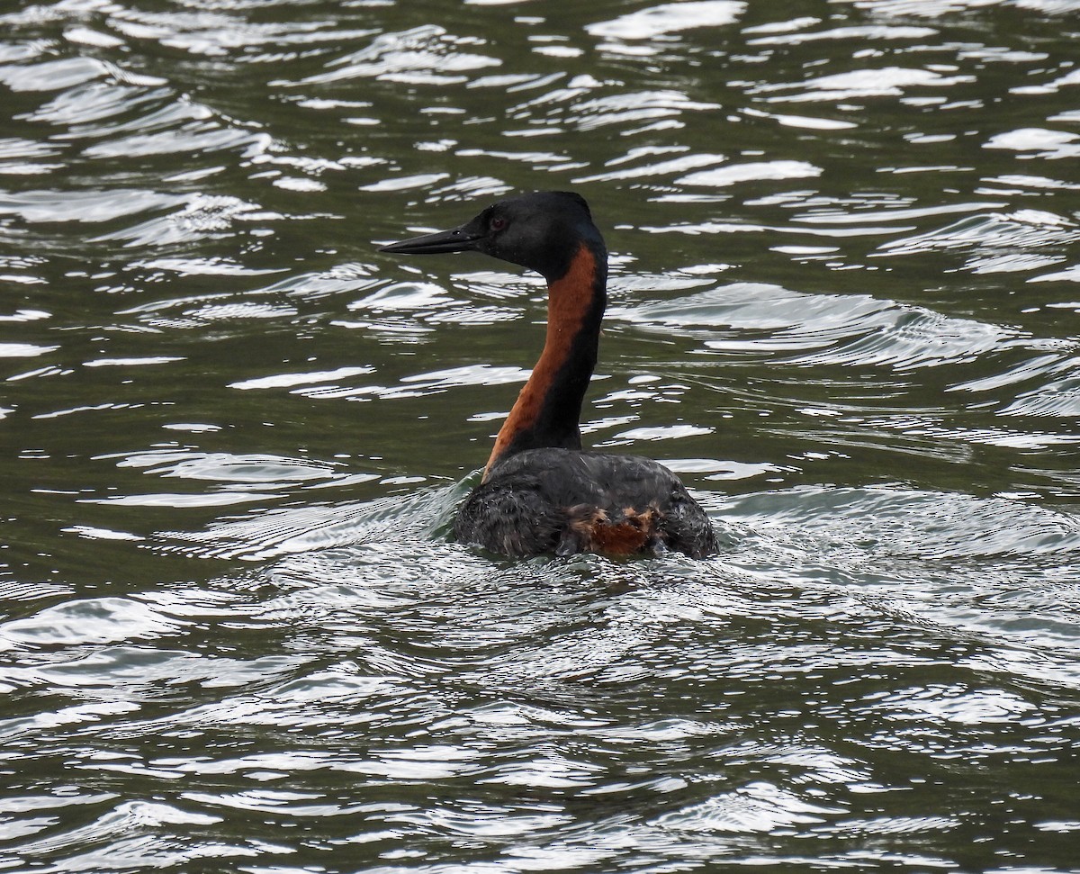 potápka velká - ML646827616