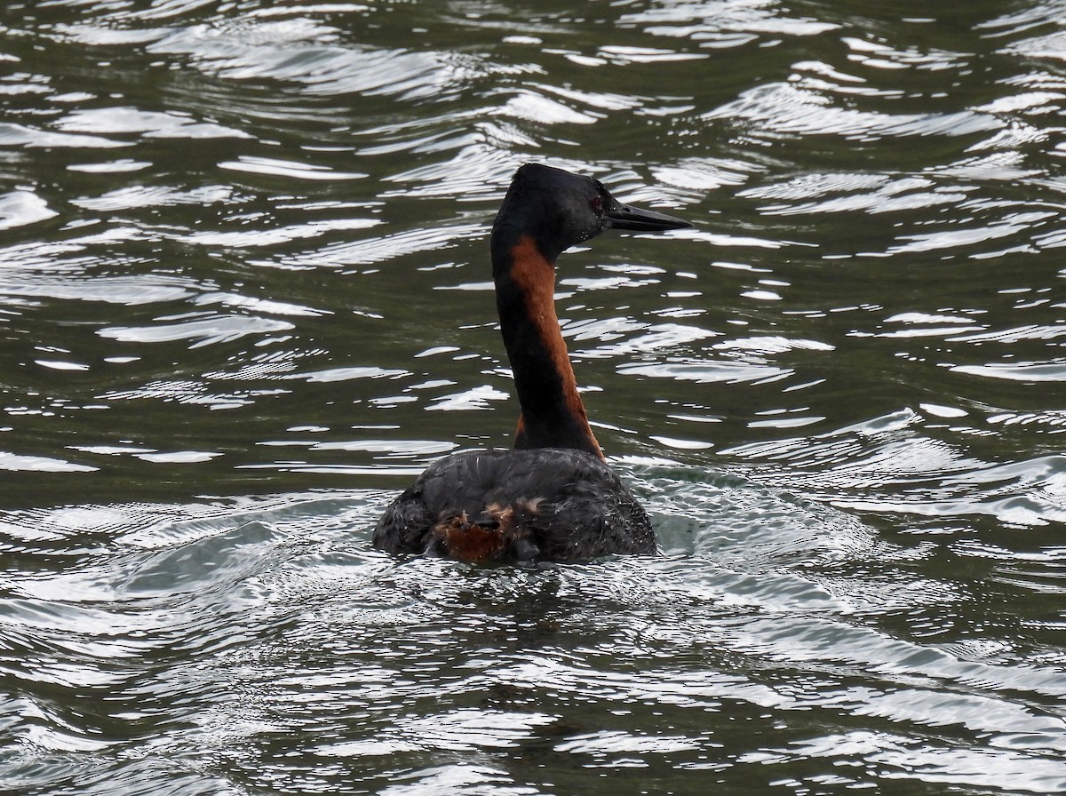 potápka velká - ML646827617