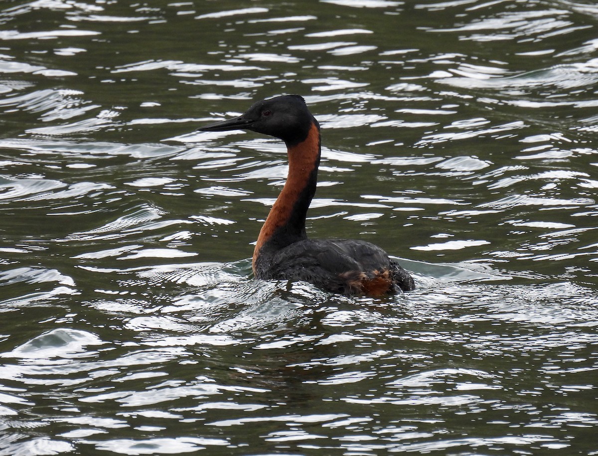 potápka velká - ML646827618