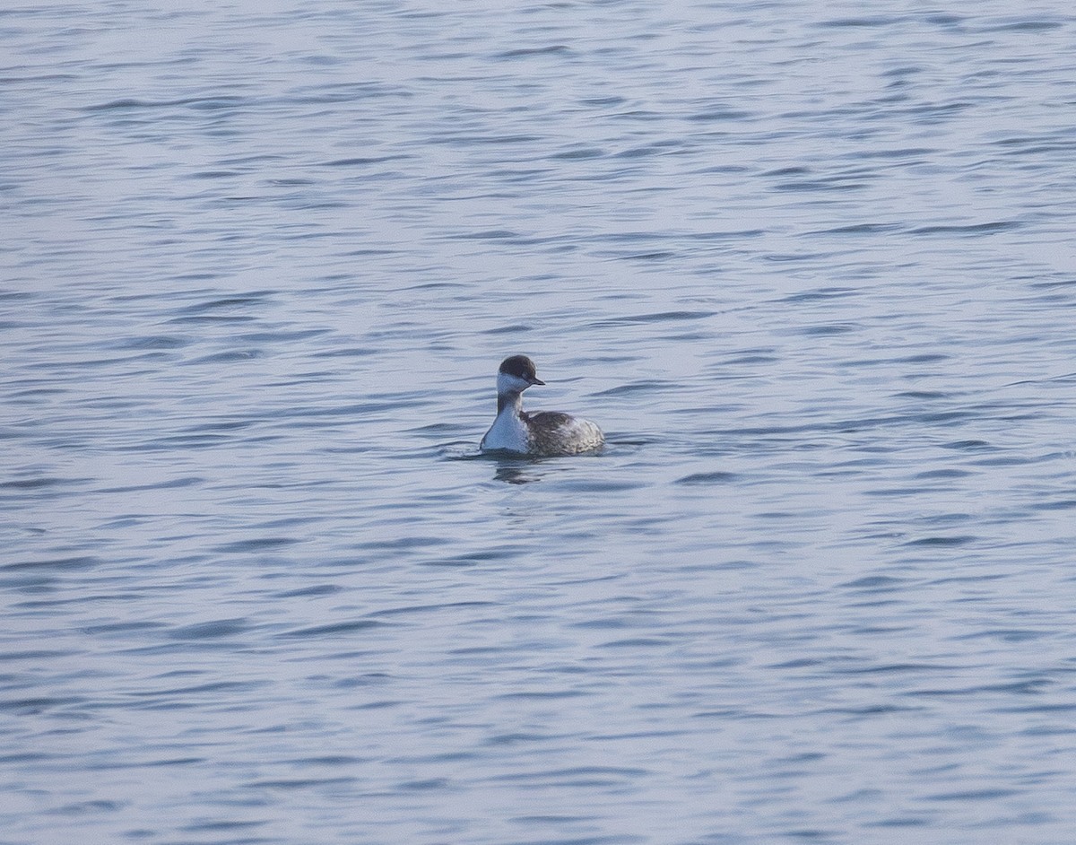 Horned Grebe - ML646827620