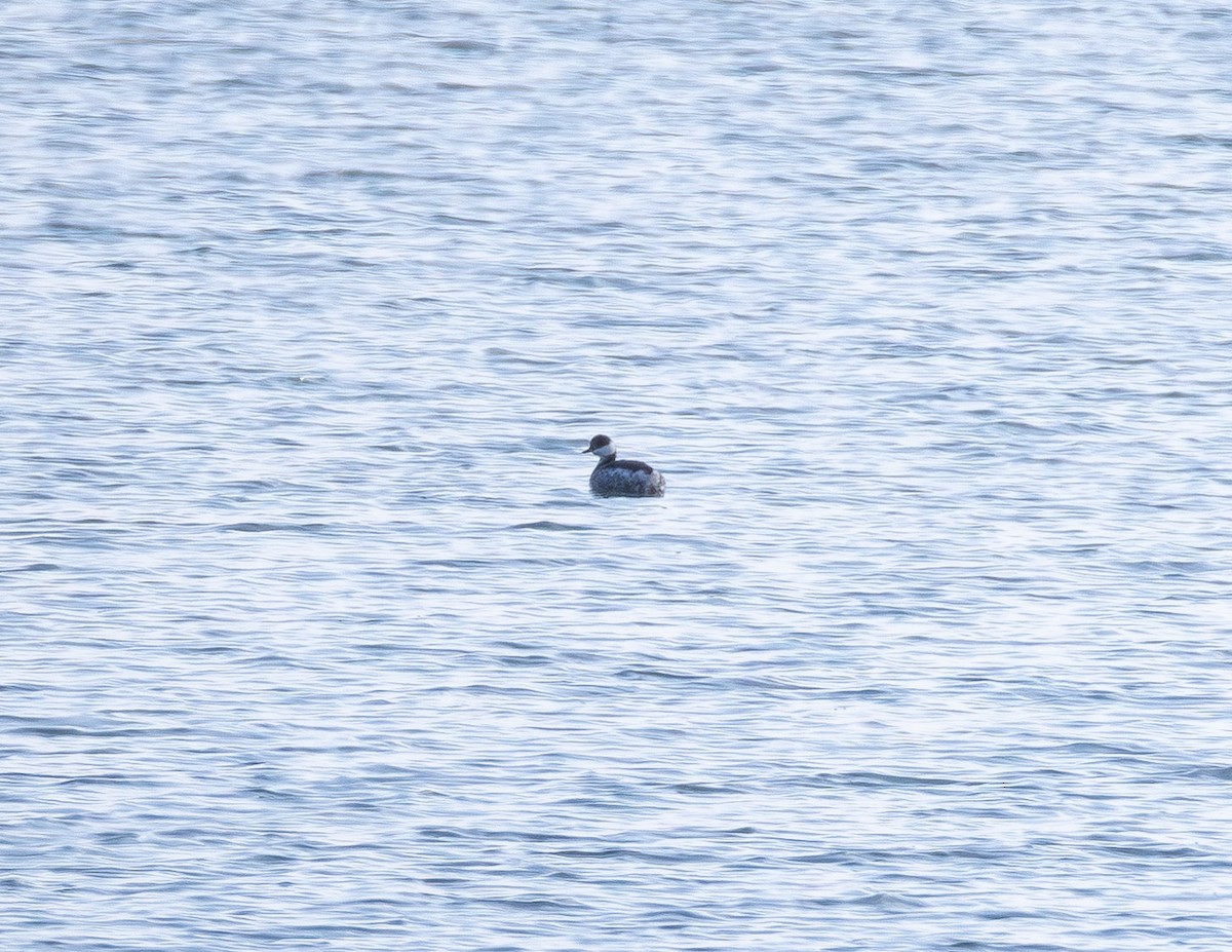 Horned Grebe - ML646827621