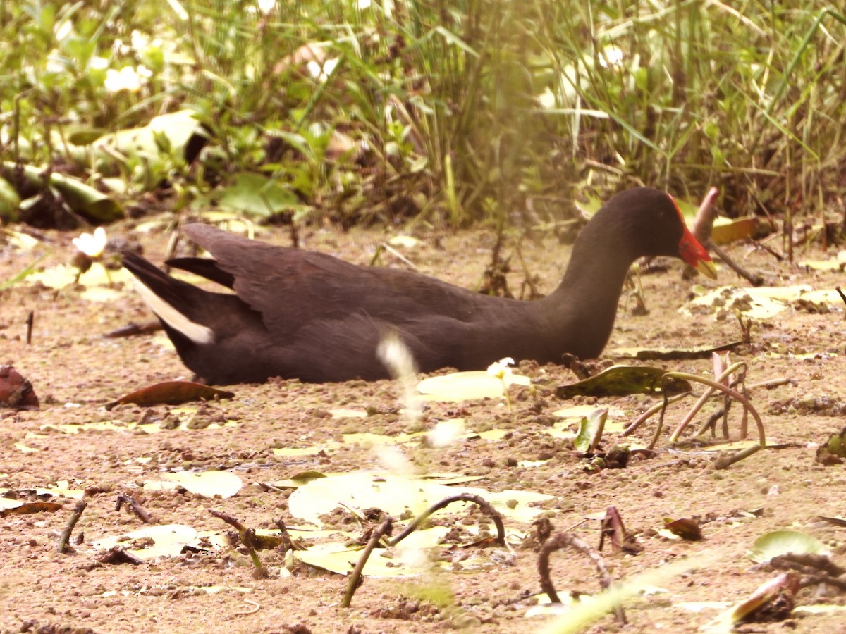 Gallinule sombre - ML646827622