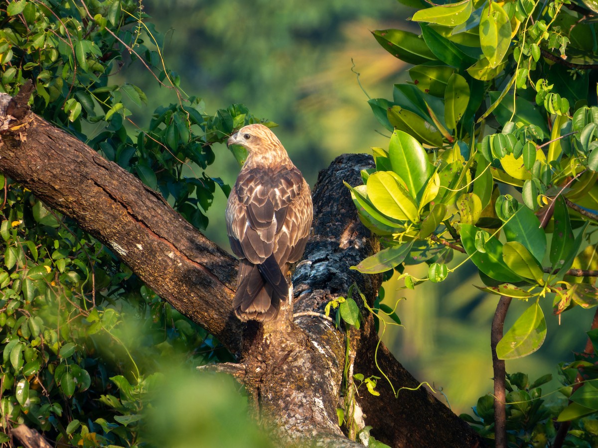 braminglente - ML646827626