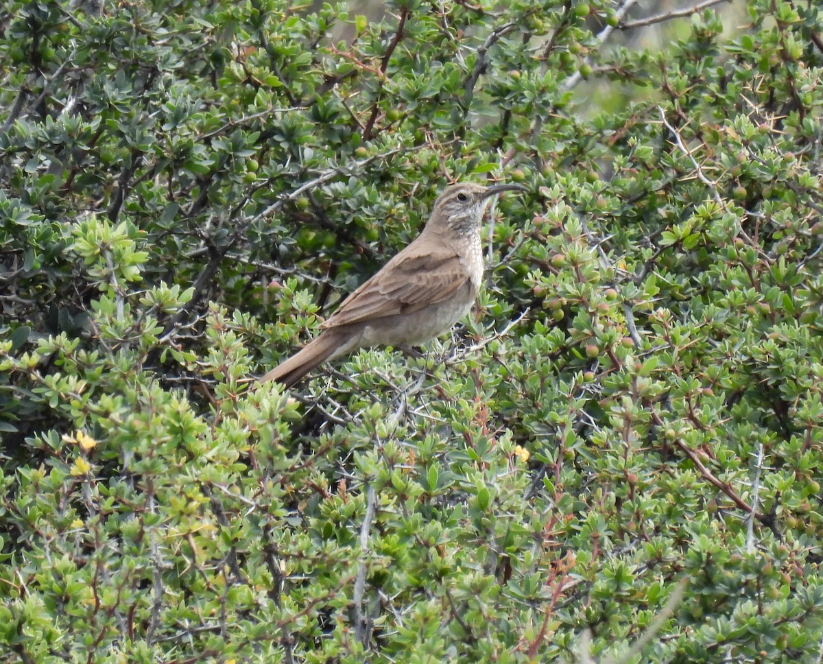 Scale-throated Earthcreeper - ML646827627