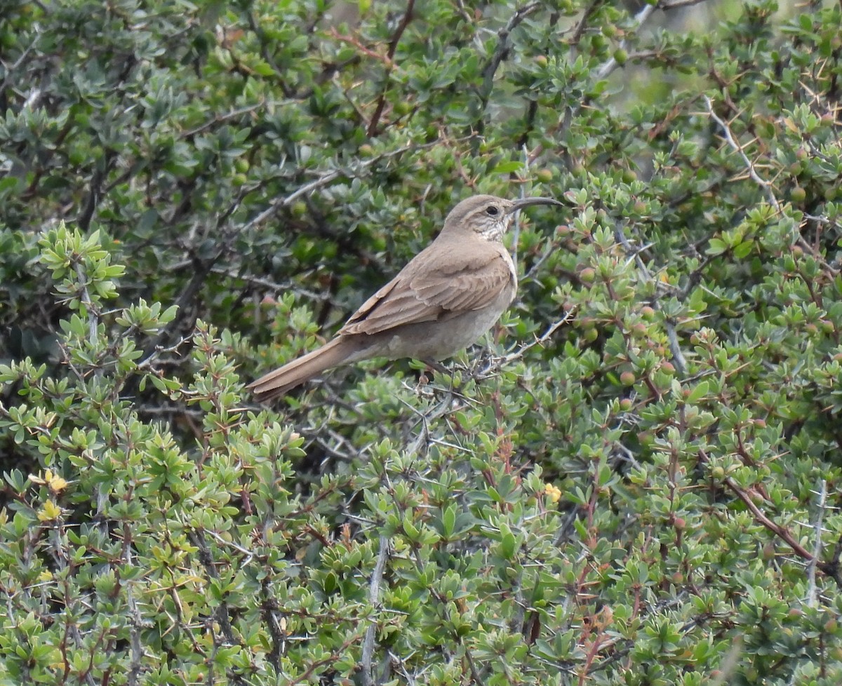 Scale-throated Earthcreeper - ML646827628