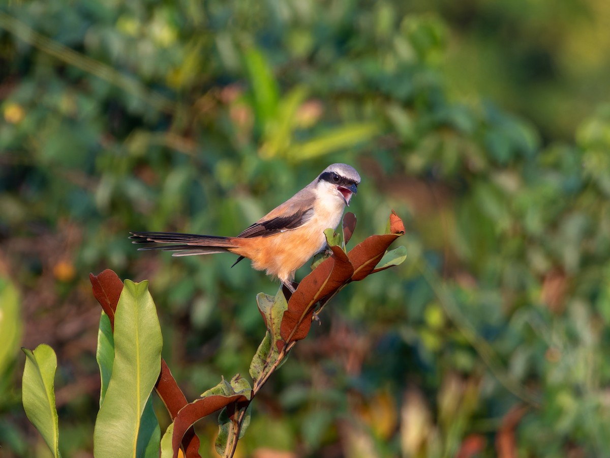 rustvarsler - ML646827630