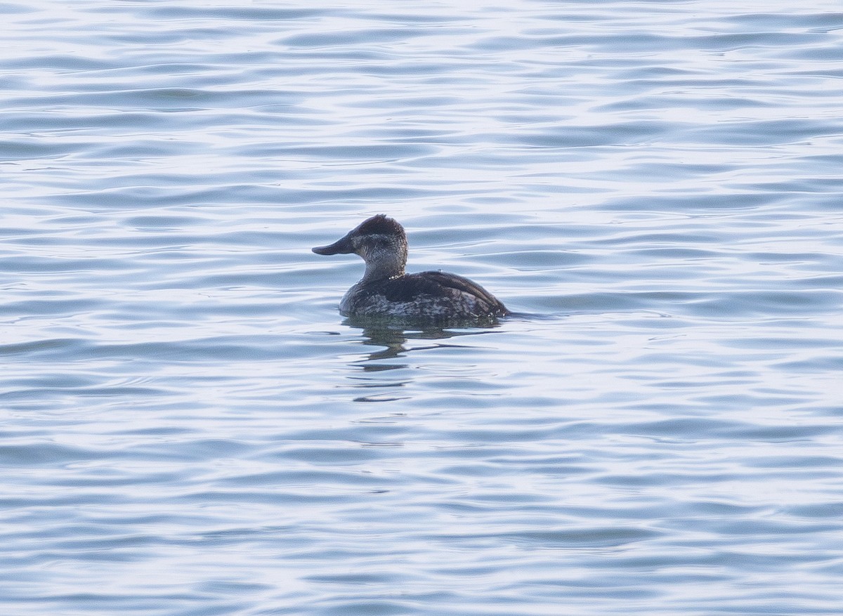 kobberand - ML646827631