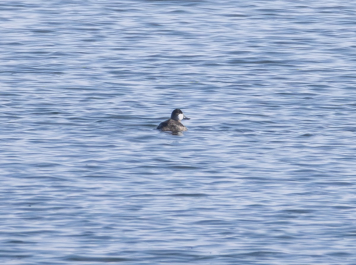 kobberand - ML646827632