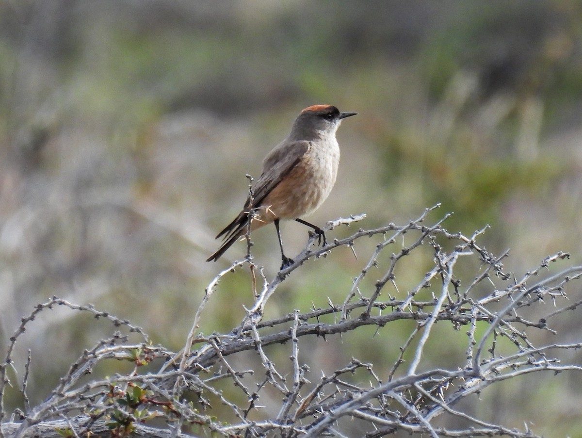 kanelmarktyrann - ML646827634