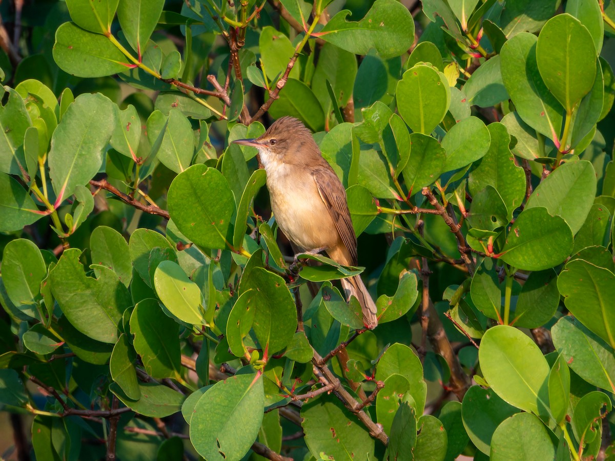 stentorsanger - ML646827635