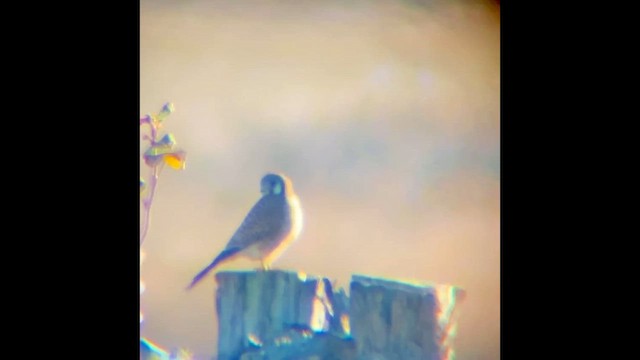 spurvefalk - ML646827636