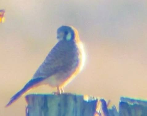 spurvefalk - ML646827637