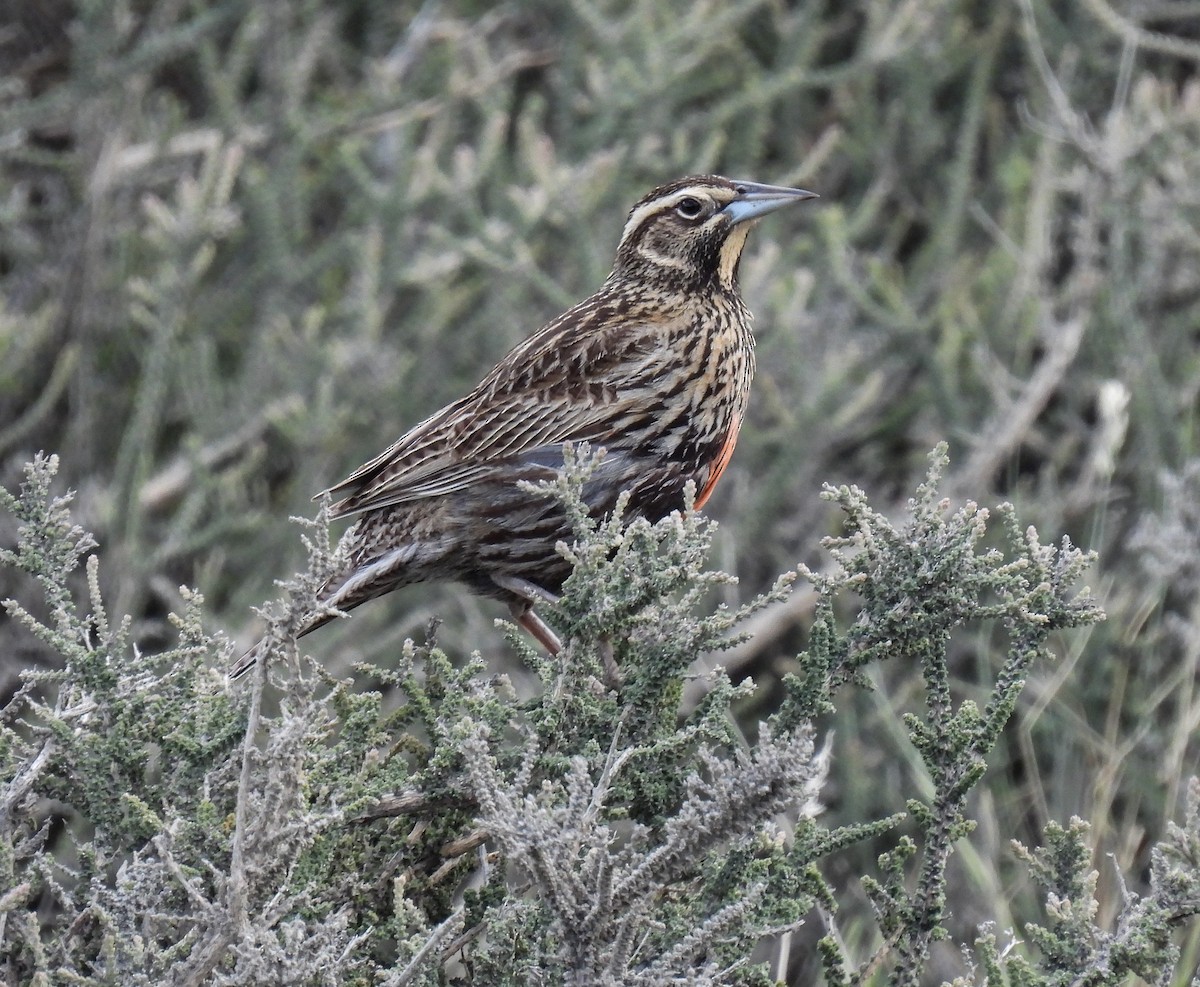 storlerketrupial - ML646827638