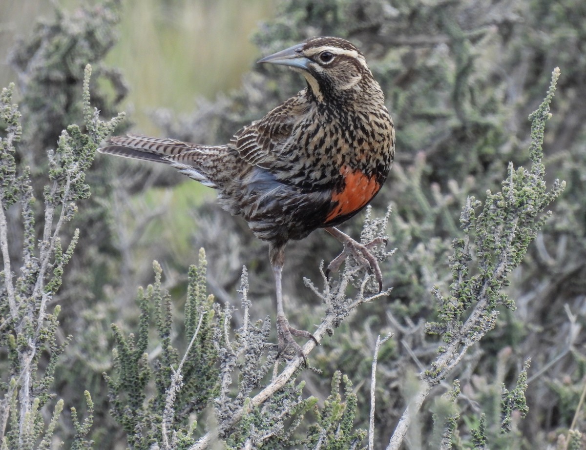 storlerketrupial - ML646827639