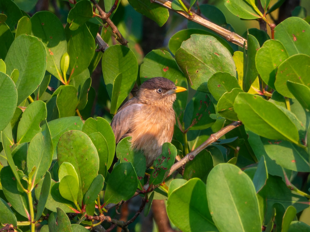 pagodestær - ML646827640