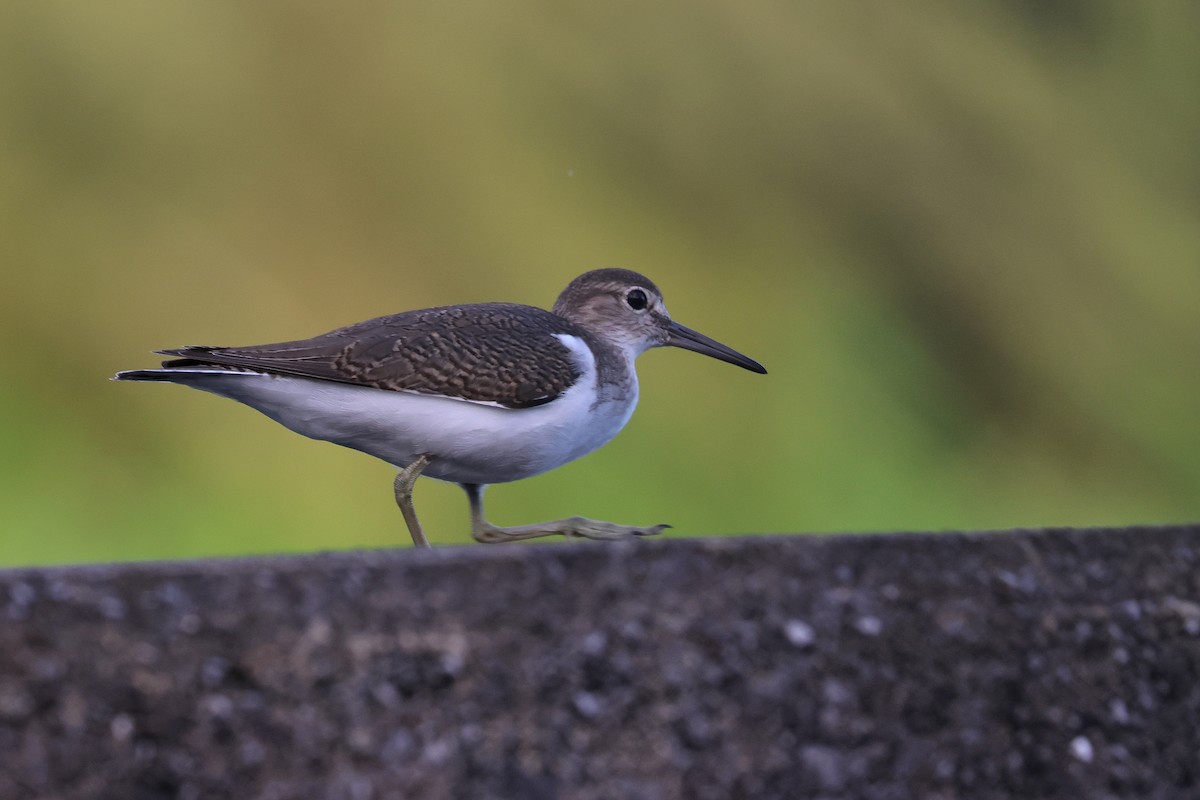 Common Sandpiper - ML646827642