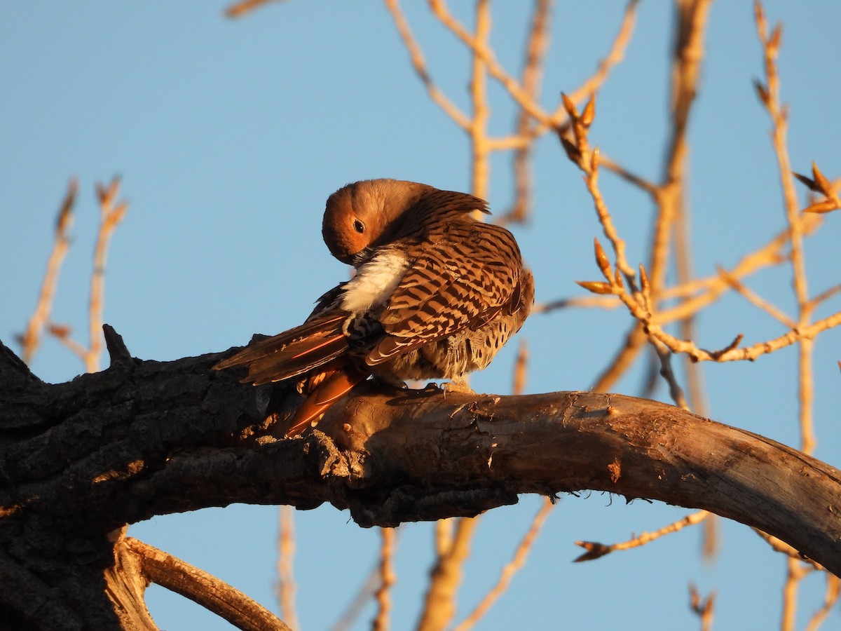 gullspett (cafer gr.) - ML646827644