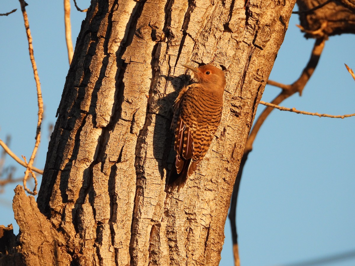 gullspett (cafer gr.) - ML646827645