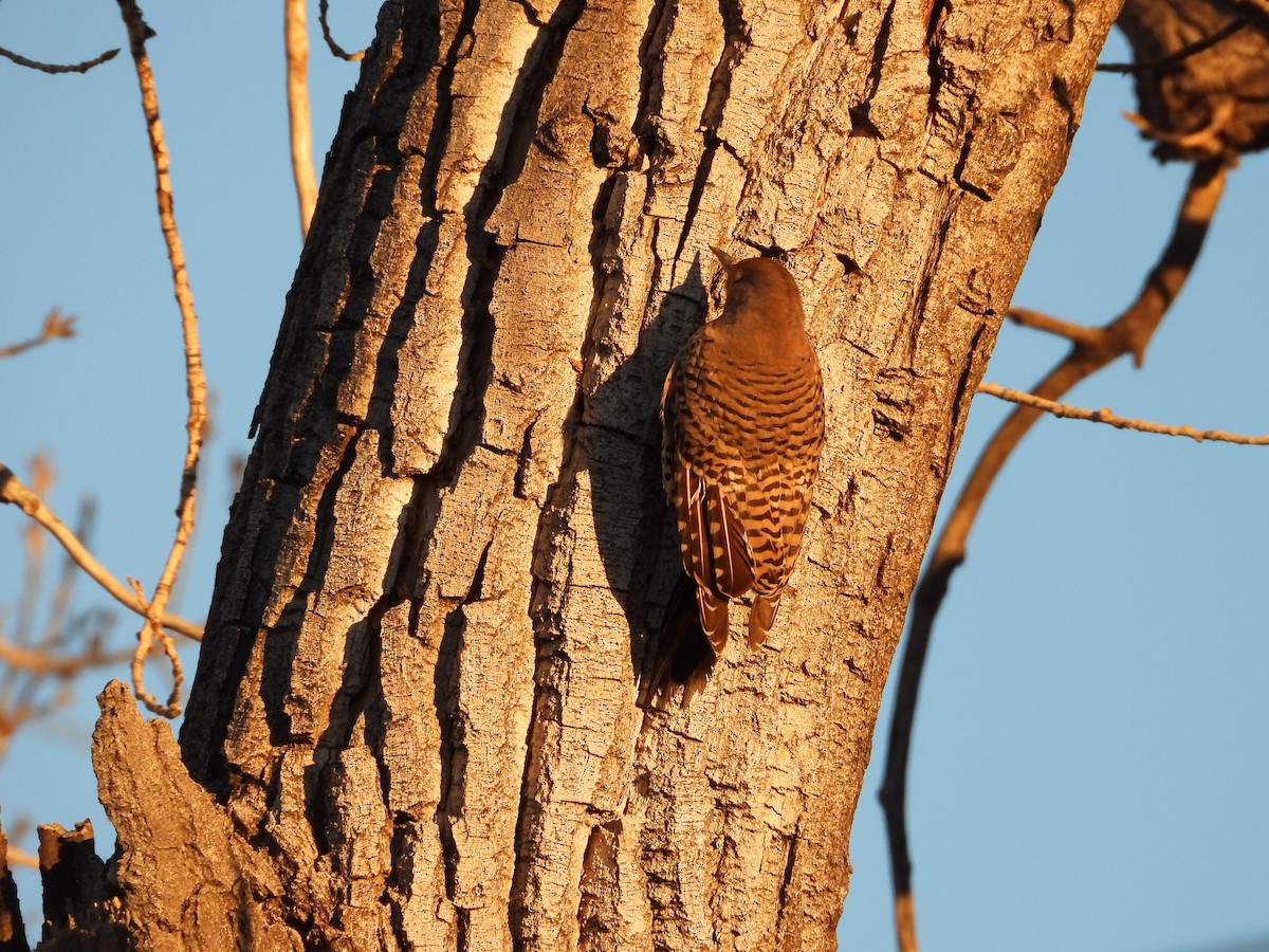 gullspett (cafer gr.) - ML646827646