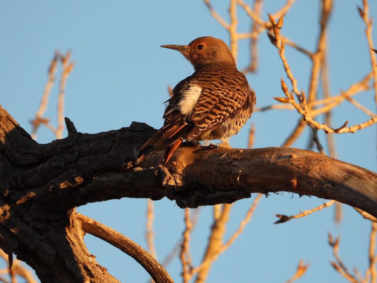 gullspett (cafer gr.) - ML646827647