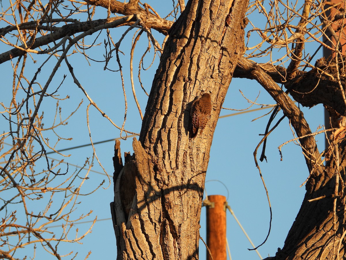 gullspett (cafer gr.) - ML646827648