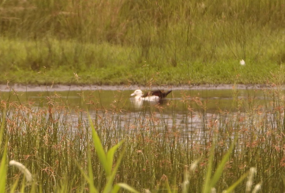 beltegravand - ML646827649